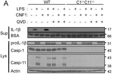 Knockout Validated: Caspase-11 Antibody (17D9) - Azide and BSA Free [NBP2-80612] - CNF1-triggered immunity requires inflammatory caspases.(A and B) IL-1beta production and maturation/secretion after treatment with CNF1, LPS or CNF1 (1 ug/ml) + LPS (100 ng/ml) for 10 h. Actin and BSA were used as loading controls. Image collected and cropped by CiteAb from the following publication (//dx.plos.org/10.1371/journal.ppat.1004732), licensed under a CC-BY license. Image from the standard format of this antibody.