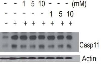 Western Blot: Caspase-11 Antibody (17D9) - Azide and BSA Free [NBP2-80612] - analysis of Caspase 11 in LPS stimulated bone marrow derived macrophages using anti-Caspase 11 antibody. Image from verified customer review. Image from the standard format of this antibody.