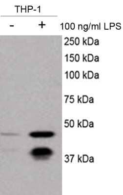 Western Blot: Caspase-11 Antibody (17D9) - Azide and BSA Free [NBP2-80612] - Analysis of Caspase-11 in THP-1 cell lysates that were untreated (left lane) or treated (right lane) with 100 ng/ml LPS. Image from verified customer review. Image from the standard format of this antibody.