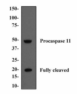 Western Blot: Caspase-11 Antibody (17D9) - Azide and BSA Free [NBP2-80612] - Mouse liver extract was separated on a 4-15% gel and transfered to PVDF membrane. The membrane was probed with anti-caspase 11 antibody and detected with an anti-mouse HRP secondary antibody. Both procaspase 11 and fully cleaved caspase 11 are detected. Image from the standard format of this antibody.