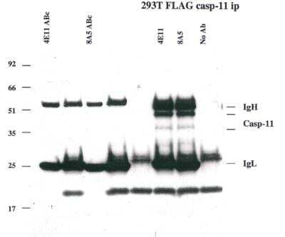 Caspase-11 Antibody (8A5) - BSA Free [NBP2-80099] - Of caspase-11 using anti-caspase-11 mAbs (4E11 and 8A5) (Prod. No. NBP2-80099).