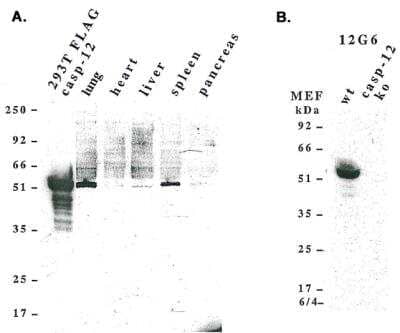 Western Blot: Caspase-12 Antibody (12G6) - BSA Free [NBP2-80101] - Analysis using Caspase-12 (mouse), mAb (12G6) (Prod. No. NBP2-80101) detecting, A) endogenous caspase-12 in mouse lung, liver, spleen and pancreas, and B) pro-caspase-12 in mouse MEF's.