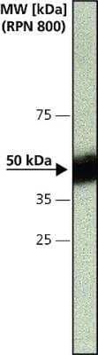 Western Blot: Caspase-12 Antibody (14F7) - BSA Free [NB600-1432] - NRK Rat kidney cell extract was separated on SDS-PAGE and probed with Monoclonal (RAT) AB TO CASPASE-12 CL:14F7. The antibody was developed with HRP APA Rat IgG and an ECL substrate. Antibody concentration 1ug/mL.