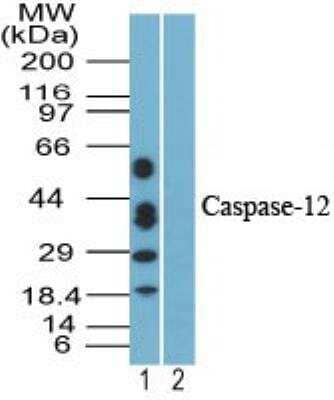 Western Blot: Caspase-12 Antibody [NBP2-24518] - Analysis of Caspase-12 in mouse skeletal muscle lysate in the 1) absence and 2) presence of immunizing peptide using this antibody. 25 ug/ml. I goat anti-rabbit Ig HRP secondary antibody and PicoTect ECL substrate solution were used for this test.