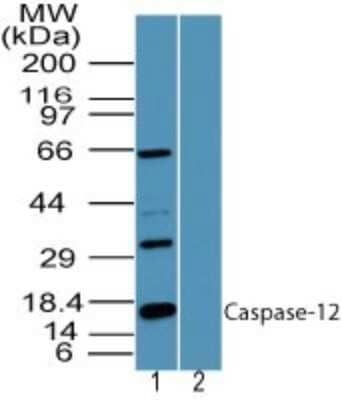 Western Blot: Caspase-12 Antibody [NBP2-24618] - Analysis of Caspase-12 in human heart lysate in the 1) absence and 2) presence of immunizing peptide using Caspase-12 antibody at 1 ug/ml. Goat anti-rabbit Ig HRP secondary antibody and PicoTect ECL substrate solution were used for this test.