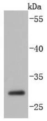 Western Blot: Caspase-14 Antibody (JJ089-01) [NBP2-67877] - Analysis of Caspase-14 on MCF-7 cells lysates using anti-Caspase-14 antibody at 1/1,000 dilution.
