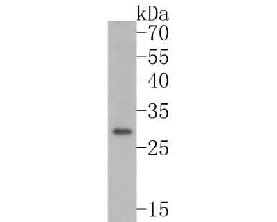 Western Blot: Caspase-14 Antibody (JJ089-01) [NBP2-67877] - Western blot analysis of Caspase-14 on A431 cell lysates. Proteins were transferred to a PVDF membrane and blocked with 5% BSA in PBS for 1 hour at room temperature. The primary antibody (1/500) was used in 5% BSA at room temperature for 2 hours. Goat Ant