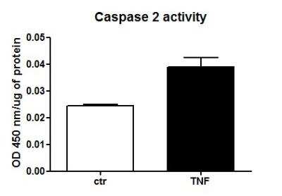 Caspase-2 Activity Assay Kit (Colorimetric) [NBP2-54821] - The assay was performed on murine insulinoma cell line following Novus' protocol.