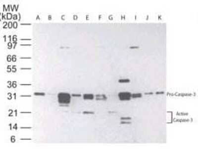 Western blot of Caspase-3 in multiple human tissues. The tissues shown are A) brain, B) heart, C) intestine, D) kidney, E) liver, F) lung, G) muscle, H) stomach, I) spleen, J) ovary, and K) testis.