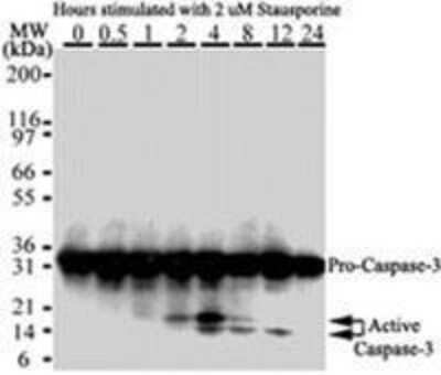 Analysis for detection of Caspase-3 activation in HeLa cells. Cells were treated with 2mM staurosporine for different time periods. Caspase-3 activation is determined by cleavage of procaspase-3, which generates 17 and 12kDa, larger and smaller catalytic subunit, respectively.