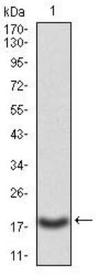Western Blot: Caspase-3 Antibody (3D4D10) [NBP2-52428] - Western blot analysis using Caspase-3 Antibody (3D4D10) against human Caspase-3 (AA: 29-175) recombinant protein. (Expected MW is *** kDa)