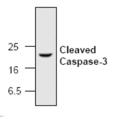 Western Blot: Caspase-3 Antibody [NB100-1664] - Analysis of caspase-3 in camptothecin (2 uM) treated Jurkat cells.