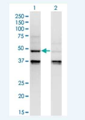 Western Blot: Caspase-4 Antibody (7G7) [H00000837-M02-100ug] - Analysis of CASP4 expression in transfected 293T cell line by CASP4 monoclonal antibody (M02), clone 7G7.  Lane 1: CASP4 transfected lysate (Predicted MW: 43.3 KDa). Lane 2: Non-transfected lysate.