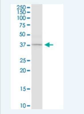 Western Blot: Caspase-4 Antibody (7G7) [H00000837-M02-100ug] - Analysis of CASP4 expression in HeLa.