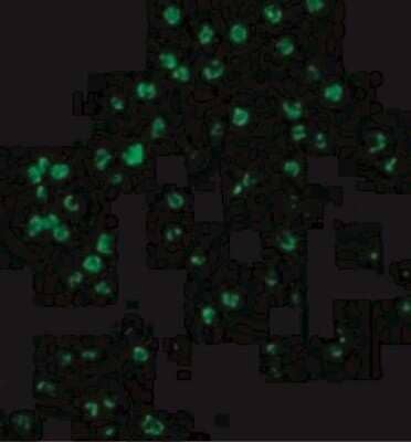 Immunocytochemistry/Immunofluorescence: Caspase-4 Antibody [NBP1-77208] - Immunofluorescence of Caspase-4 in A20 cells with Caspase-4 antibody at 10 ug/mL.