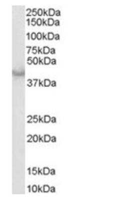 Western Blot: Caspase-4 Antibody [NB300-901] - Staining of Human Heart lysate (35ug protein in RIPA buffer). Primary incubation was 1 hour. Detected by chemiluminescence. 