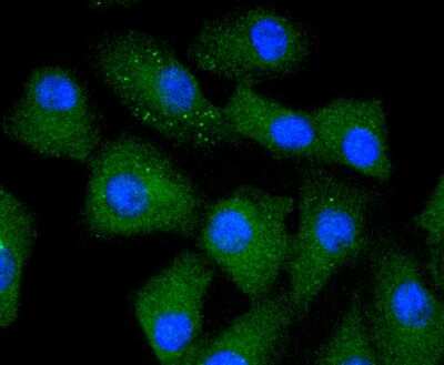 Immunocytochemistry/Immunofluorescence: Caspase 5 Antibody (SD203-2) [NBP2-67757] - Staining Caspase 5 in A549 cells (green). The nuclear counter stain is DAPI (blue). Cells were fixed in paraformaldehyde, permeabilised with 0.25% Triton X100/PBS.
