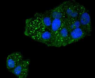 Immunocytochemistry/Immunofluorescence: Caspase 5 Antibody (SD203-2) [NBP2-67757] - Staining Caspase 5 in Hela cells (green). The nuclear counter stain is DAPI (blue). Cells were fixed in paraformaldehyde, permeabilised with 0.25% Triton X100/PBS.