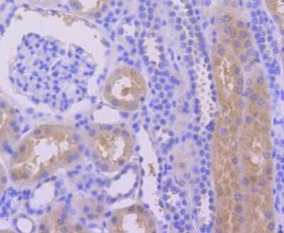 Immunohistochemistry-Paraffin: Caspase-6 Antibody (SC56-09) - (Pro and Active) [NBP2-67567] - Analysis of paraffin-embedded human kidney tissue using anti-Caspase-6 antibody. Counter stained with hematoxylin.