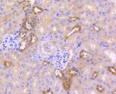 Immunohistochemistry-Paraffin: Caspase-6 Antibody (SC56-09) - (Pro and Active) [NBP2-67567] - Analysis of paraffin-embedded mouse kidney tissue using anti-Caspase-6 antibody. Counter stained with hematoxylin.