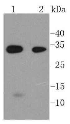 Western Blot: Caspase-6 Antibody (SC56-09) - (Pro and Active) [NBP2-67567] - Analysis of Caspase-6 on different lysates using anti-Caspase-6 antibody at 1/1,000 dilution. Positive control: Lane 1: Mouse colon Lane 2: MCF-7