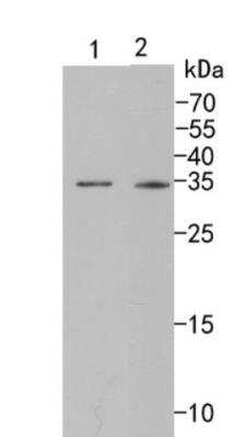 Western Blot: Caspase-6 Antibody (SC56-09) - (Pro and Active) [NBP2-67567] - Analysis of Caspase-6 on different cell lysates using anti-Caspase-6 antibody at 1/500 dilution.  Positive control: Lane 1: 3T3 Lane 2: mouse kidney