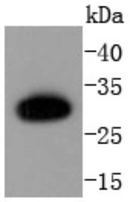 Western Blot: Caspase-6 Antibody (SN07-26) - Pro form [NBP2-67718] - Analysis of Caspase-6 p18 on U937 cells lysates using anti-Caspase-6 p18 antibody at 1/1,000 dilution.