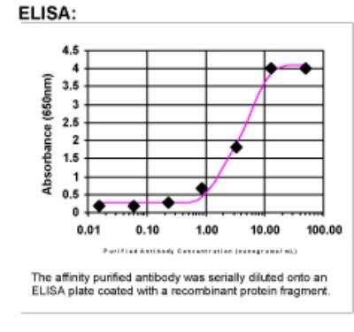 ELISA: Caspase-7 Antibody [31220002] - Affinity Purified
