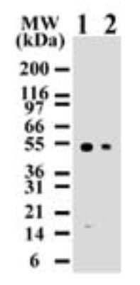 Western Blot: Caspase-8 Antibody (90A992) [Biotin] [NB100-55786] - Analysis for human Caspase-8 using Jurkat lysates with NB100-55786 at 2 ug/ml (lane 1) and 0.5 ug/ml (lane 2) dilution. NB100-55786 only detects 55 kDa Caspase-8 in Jurkat cells.