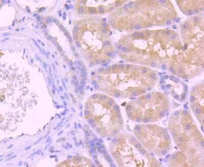 Immunohistochemistry-Paraffin: Caspase-8 Antibody (SD08-06) - Pro form [NBP2-67803] - Analysis of paraffin-embedded human kidney tissue using anti-Caspase-8 antibody. Counter stained with hematoxylin.