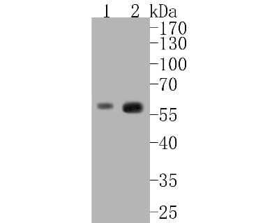 Western Blot: Caspase-8 Antibody (SZ01-08) - Pro form [NBP2-67355] - Western blot analysis of Caspase-8 on different lysates. Proteins were transferred to a PVDF membrane and blocked with 5% BSA in PBS for 1 hour at room temperature. The primary antibody (1/500) was used in 5% BSA at room temperature for 2 hours. Goat Anti