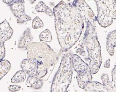Immunohistochemistry-Paraffin: Caspase-9 Antibody (JJ08-05) - Pro form [NBP2-67848] - Immunohistochemical analysis of paraffin-embedded human placenta tissue using anti-pro Caspase-9 antibody. The section was pre-treated using heat mediated antigen retrieval with sodium citrate buffer (pH 6.0) for 20 minutes. The tissues were blocked in 5% BSA for 30 minutes at room temperature, washed with ddH2O and PBS, and then probed with the primary antibody (1/100) for 30 minutes at room temperature. The detection was performed using an HRP conjugated compact polymer system. DAB was used as the chromogen. Tissues were counterstained with hematoxylin and mounted with DPX.