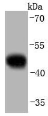 Western Blot: Caspase-9 Antibody (JJ08-05) - Pro form [NBP2-67848] - Analysis of pro Caspase 9 on Hela cells lysates using anti-pro Caspase 9 antibody at 1/1,000 dilution.