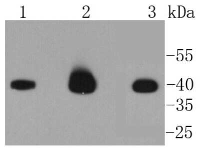 Western Blot: Caspase-9 Antibody (SC65-05) - (Pro and Active) [NBP2-67640] - Analysis of Caspase-9 on different lysates using anti-Caspase-9 antibody at 1/1,000 dilution. Positive control:  Lane 1: Jurkat  Lane 2: Hela  Lane 3: C2C12