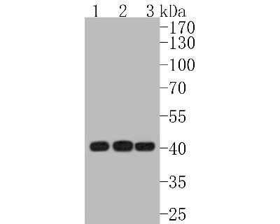 Western Blot: Caspase-9 Antibody (SC65-05) - (Pro and Active) [NBP2-67640] - Western blot analysis of Caspase-9 on different lysates. Proteins were transferred to a PVDF membrane and blocked with 5% BSA in PBS for 1 hour at room temperature. The primary antibody (1/500) was used in 5% BSA at room temperature for 2 hours. Goat Anti