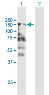 Western Blot: Caspr2 Antibody [H00026047-B01P] - Analysis of CNTNAP2 expression in transfected 293T cell line by CNTNAP2 polyclonal antibody.  Lane 1: CNTNAP2 transfected lysate(146.41 KDa). Lane 2: Non-transfected lysate.