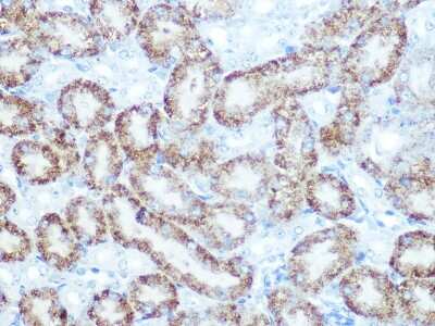 Immunohistochemistry-Paraffin: Catalase Antibody (7D2Y4) [NBP3-15357] - Immunohistochemistry of paraffin-embedded Mouse kidney using Catalase antibody (NBP3-15357) at dilution of 1:100 (40x lens).Perform microwave antigen retrieval with 10 mM PBS buffer pH 7.2 before commencing with IHC staining protocol.