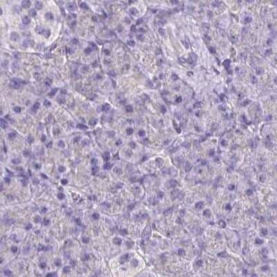 Immunohistochemistry-Paraffin: Catalase Antibody [NBP2-38646] - Staining of human pancreas using Anti-CAT antibody NBP2-38646.