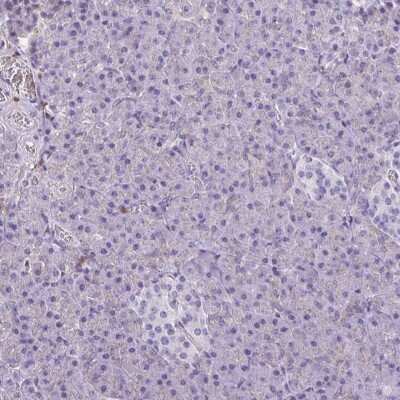 Immunohistochemistry-Paraffin: Catalase Antibody [NBP2-38772] - Staining of human pancreas shows low expression as expected.