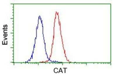 Flow Cytometry: Catalase Antibody (OTI1B8) - Azide and BSA Free [NBP2-70342] - Analysis of Jurkat cells, using anti-Catalase antibody, (Red), compared to a nonspecific negative control antibody (Blue).
