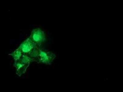 Immunocytochemistry/Immunofluorescence: Catalase Antibody (OTI1B8) - Azide and BSA Free [NBP2-70342] - Staining of COS7 cells transiently transfected by pCMV6-ENTRY Catalase.