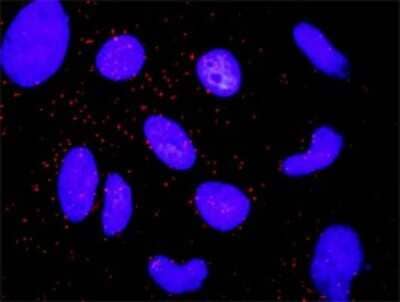 Proximity Ligation Assay: Catenin alpha 1 Antibody (4G6) [H00001495-M03] - Analysis of protein-protein interactions between ARRB2 and CTNNA1. HeLa cells were stained with anti-ARRB2 rabbit purified polyclonal 1:1200 and anti-CTNNA1 mouse monoclonal antibody 1:50. Each red dot represents the detection of protein-protein interaction complex, and nuclei were counterstained with DAPI (blue).