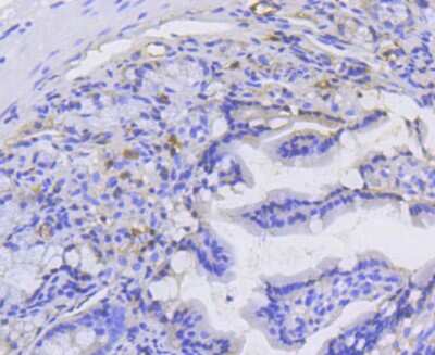 Immunohistochemistry-Paraffin: Catenin alpha 1 Antibody (SC0619) [NBP2-67588] - Analysis of paraffin-embedded mouse colon tissue using anti-alpha 1 Catenin antibody. Counter stained with hematoxylin.