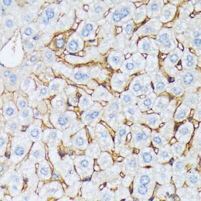 Immunohistochemistry-Paraffin Catenin alpha 2 Antibody - Azide and BSA Free