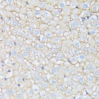 Immunohistochemistry-Paraffin Catenin alpha 2 Antibody - Azide and BSA Free