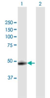 Western Blot: Cathepsin A/Lysosomal Carboxypeptidase A Antibody [H00005476-B01P] - Analysis of CTSA expression in transfected 293T cell line by CTSA polyclonal antibody.  Lane 1: PPGB transfected lysate(52.8 KDa). Lane 2: Non-transfected lysate.