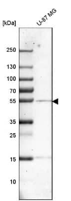 Western Blot: Cathepsin A/Lysosomal Carboxypeptidase A Antibody [NBP1-89728] - Analysis in human cell line U-87 MG.