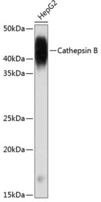 Western Blot: Cathepsin B Antibody (6I5D7) [NBP3-15614] - Western blot analysis of extracts of HepG2 cells, using Cathepsin B antibody (NBP3-15614) at 1:1000 dilution. Secondary antibody: HRP Goat Anti-Rabbit IgG (H+L) at 1:10000 dilution. Lysates/proteins: 25ug per lane. Blocking buffer: 3% nonfat dry milk in TBST. Detection: ECL Basic Kit. Exposure time: 1min.