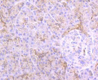 Immunohistochemistry-Paraffin: Cathepsin B Antibody (JA11-02) [NBP2-67215] - Analysis of paraffin-embedded human pancreas tissue using anti-Cathepsin B antibody. Counter stained with hematoxylin.