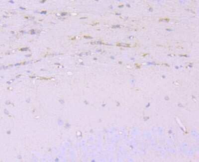 Immunohistochemistry-Paraffin: Cathepsin B Antibody (JA11-02) [NBP2-67215] - Analysis of paraffin-embedded mouse brain tissue using anti-Cathepsin B antibody. Counter stained with hematoxylin.